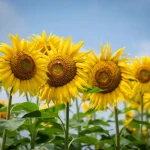 natural boost immune system for unlocking immunity: natural ways to boost your defenses