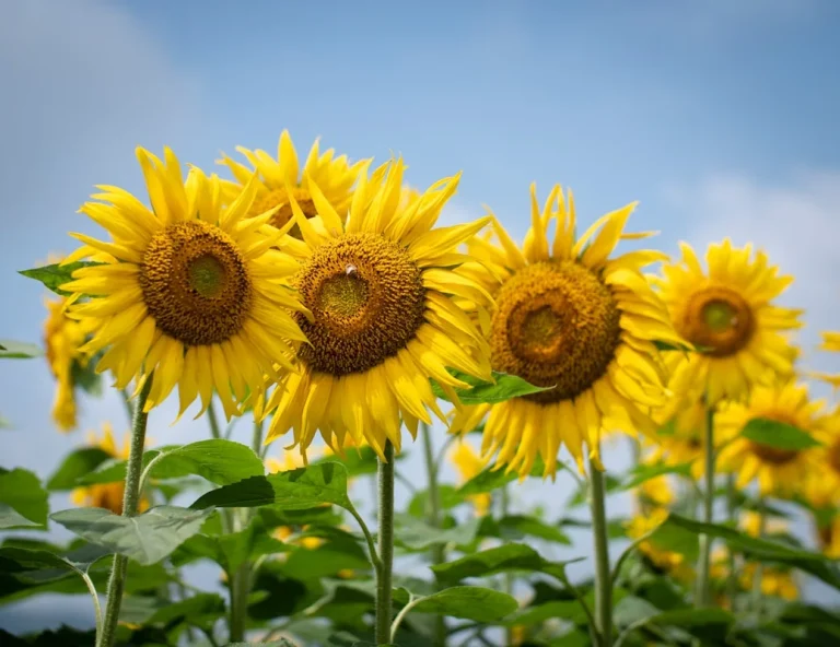 natural boost immune system for unlocking immunity: natural ways to boost your defenses