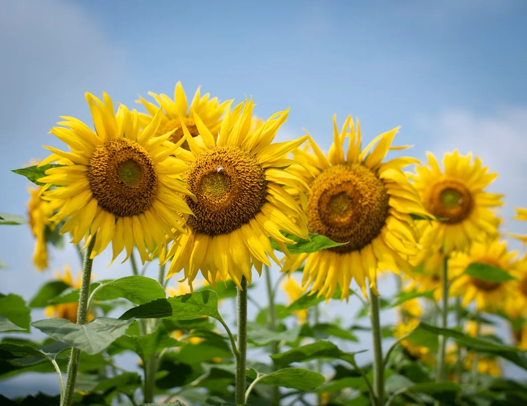 natural boost immune system for unlocking immunity: natural ways to boost your defenses