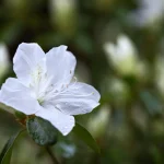 purification for detox your home [guide]: how to create a healthier living space