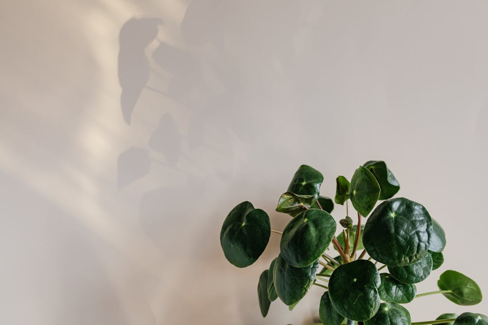 The Art of Feng Shui: Creating Harmonious Spaces for Wellbeing